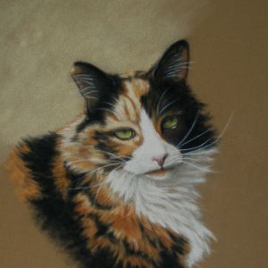 Tortie Cat