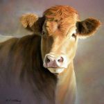 Limousin Cow