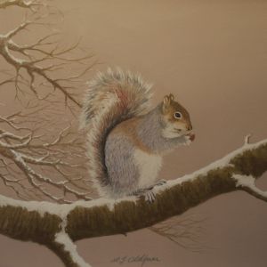 Grey Squirrel in Winter