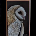Barn Owl  1
